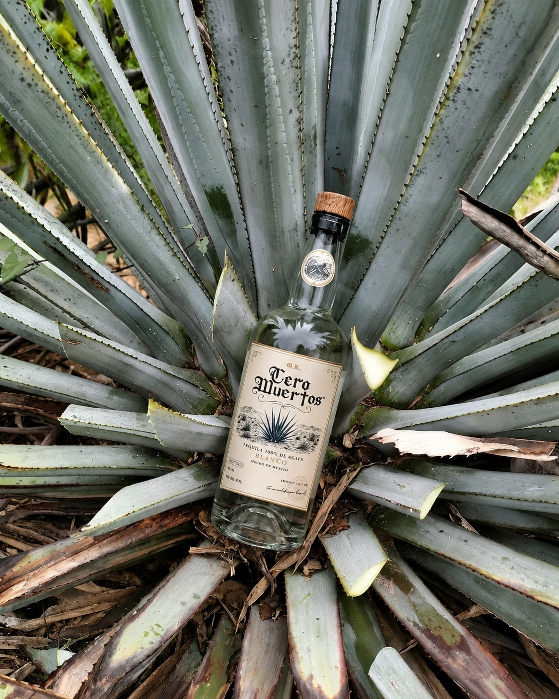 Botella en agave